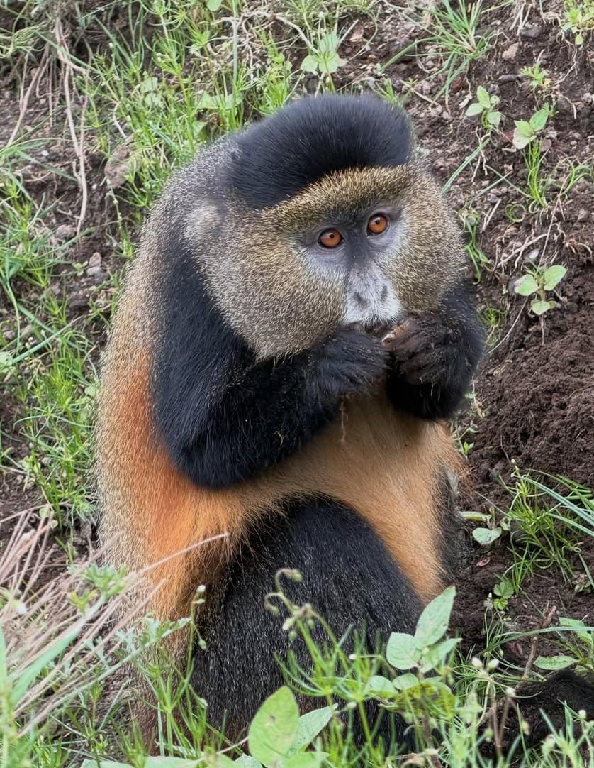 Golden Monkey